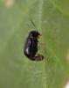 Cryptocephalus sp.